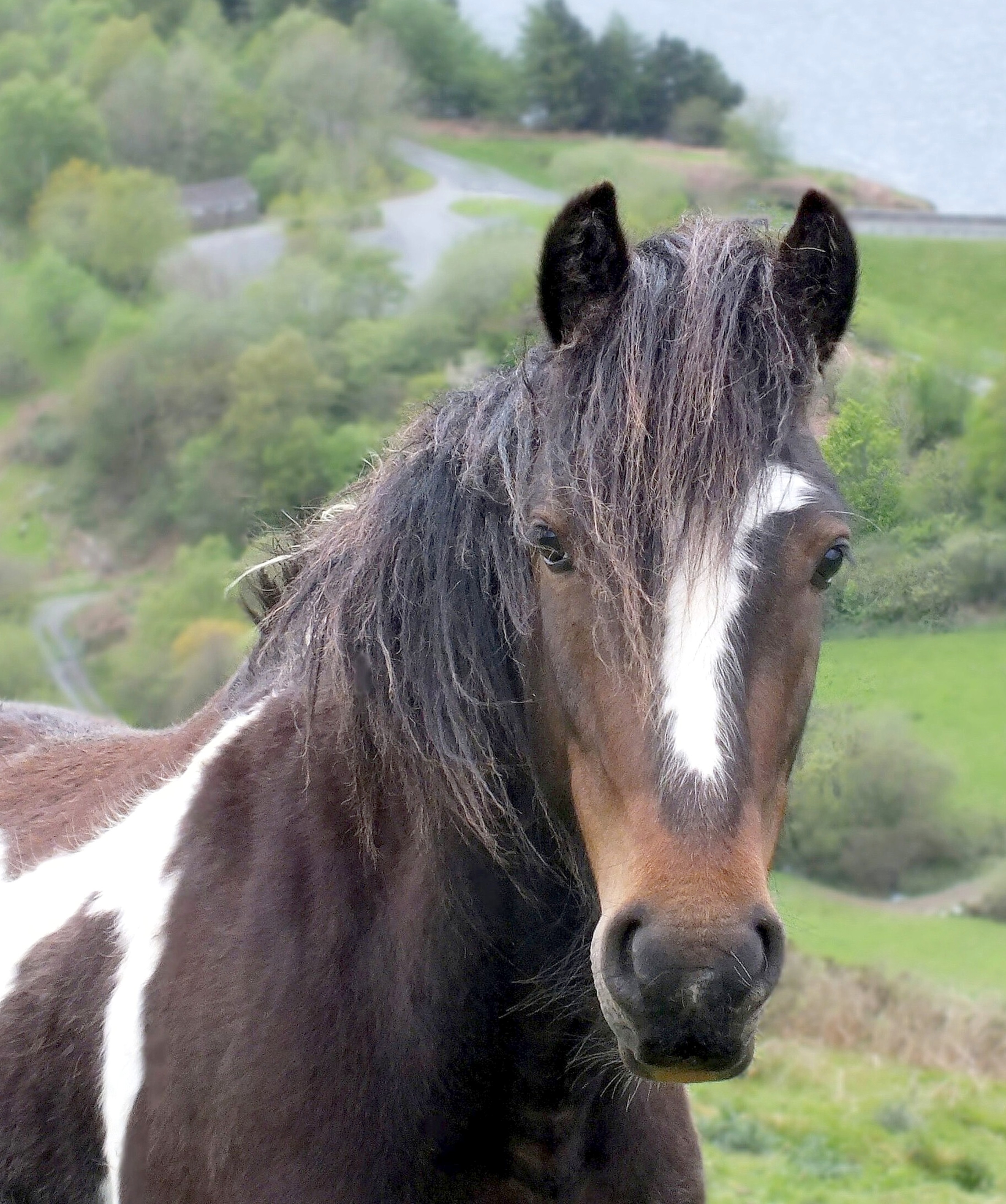 ANOTHER VAN PONY Bill Bagley Photography